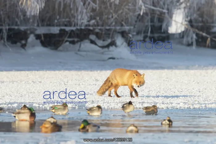 : Red Fox ice : Red Fox ice