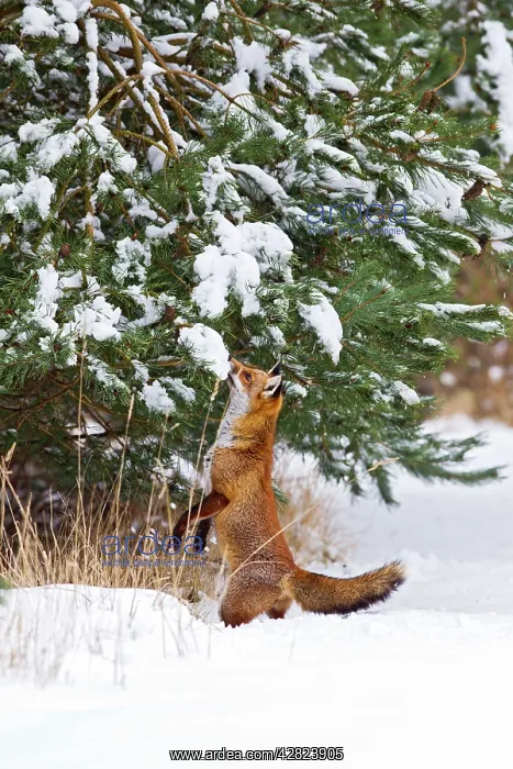: Red Fox - investigates snow covered tree : Red Fox - investigates snow covered tree
