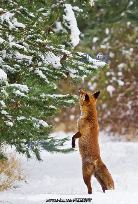 : Red Fox - investigates snow covered tree : Red Fox - investigates snow covered tree