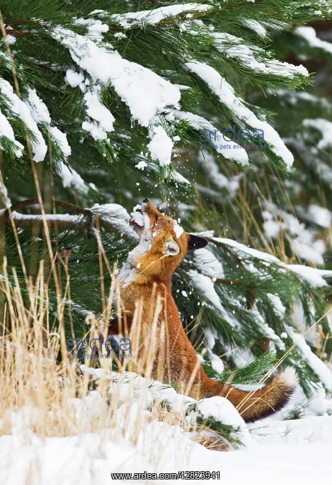 : Red Fox - investigates snow covered tree : Red Fox - investigates snow covered tree