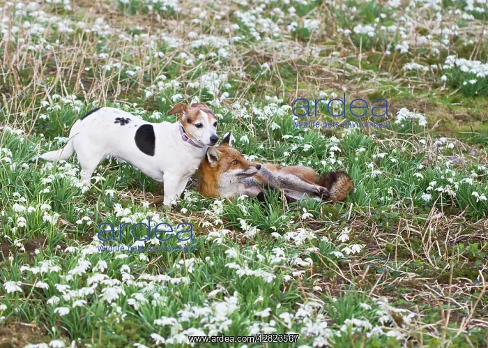 : Red Fox - with Jack Russell in Snowdrops : Red Fox - with Jack Russell in Snowdrops