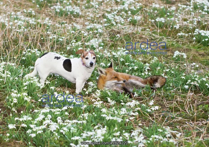 : Red Fox - with Jack Russell in Snowdrops : Red Fox - with Jack Russell in Snowdrops