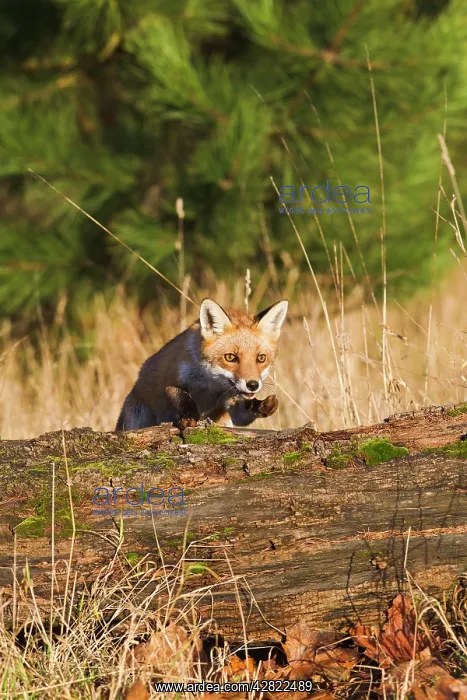 : Red Fox - jumping over log : Red Fox - jumping over log
