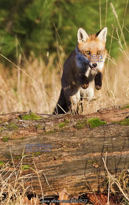 : Red Fox - jumping over log : Red Fox - jumping over log