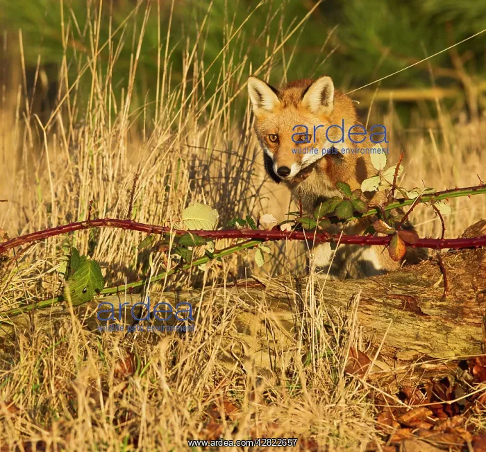 : Red Fox - jumping over log in afternoon sun : Red Fox - jumping over log in afternoon sun