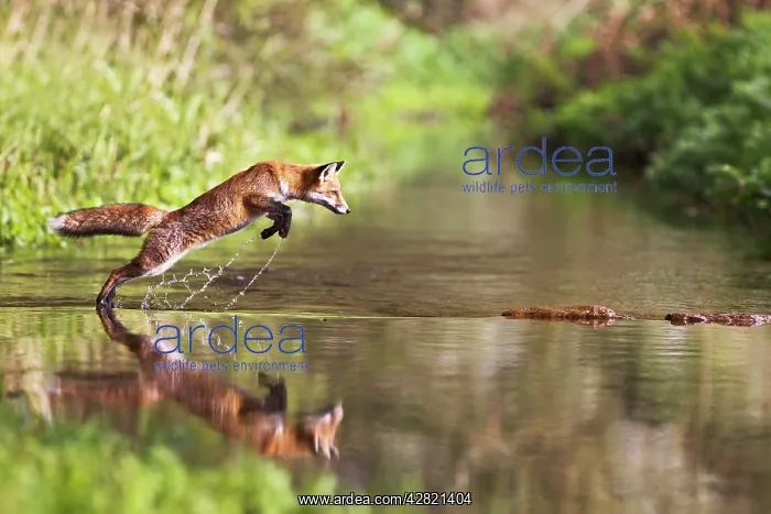 : Red Fox - jumping stepping stones on stream : Red Fox - jumping stepping stones on stream