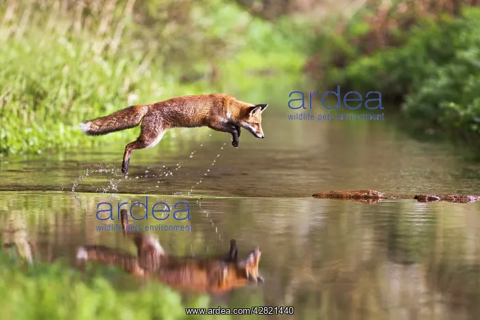: Red Fox - jumping stepping stones on stream : Red Fox - jumping stepping stones on stream