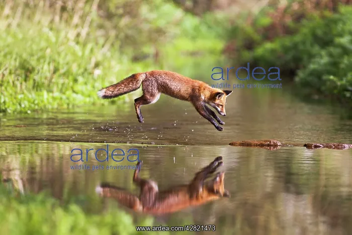 : Red Fox - jumping stepping stones on stream : Red Fox - jumping stepping stones on stream