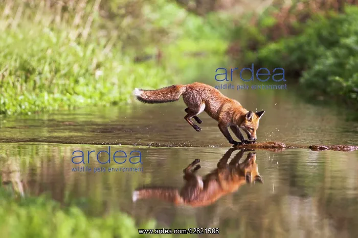 : Red Fox - jumping stepping stones on stream : Red Fox - jumping stepping stones on stream