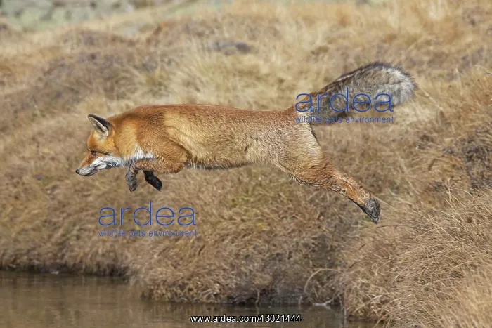  : Red Fox jumping over a stream