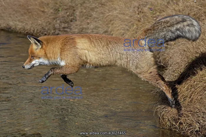  : Red Fox jumping over a stream