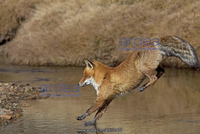  : Red Fox jumping over a stream