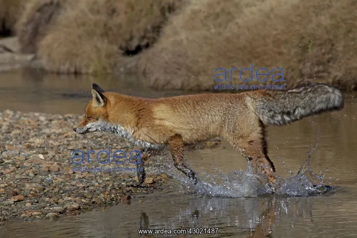  : Red Fox jumping over a stream