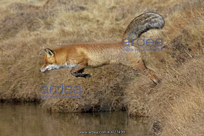  : Red Fox jumping over a stream