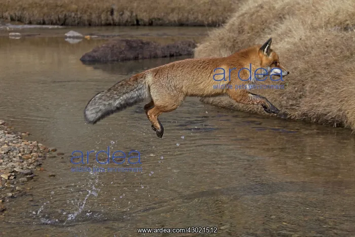  : Red Fox jumping over a stream
