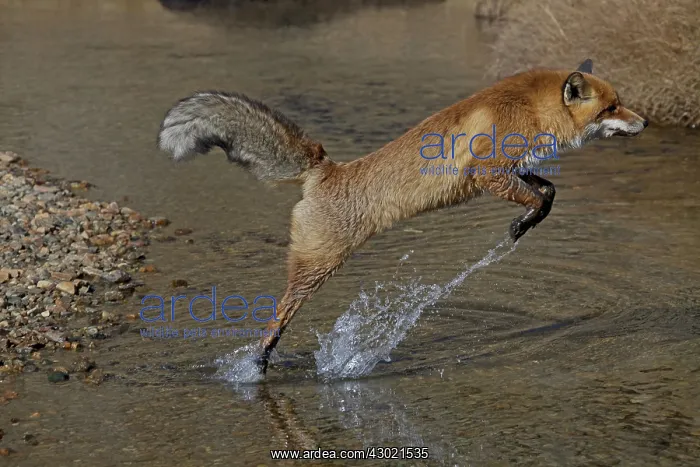 : Red Fox jumping over a stream