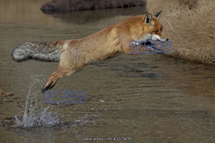  : Red Fox jumping over a stream