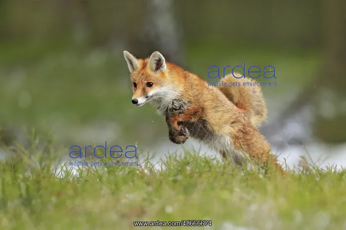 : Red Fox jumping, Vulpes vulpes, wildlife scene from Europe : Red Fox jumping, Vulpes vulpes, wildlife scene from Europe