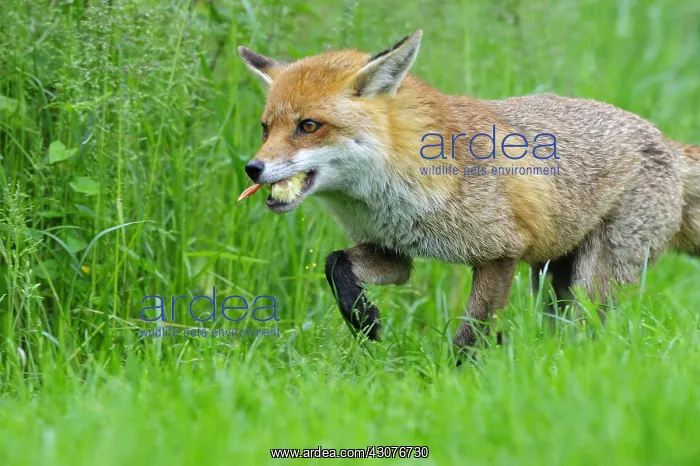 : Red Fox just catching a chick England : Red Fox just catching a chick England