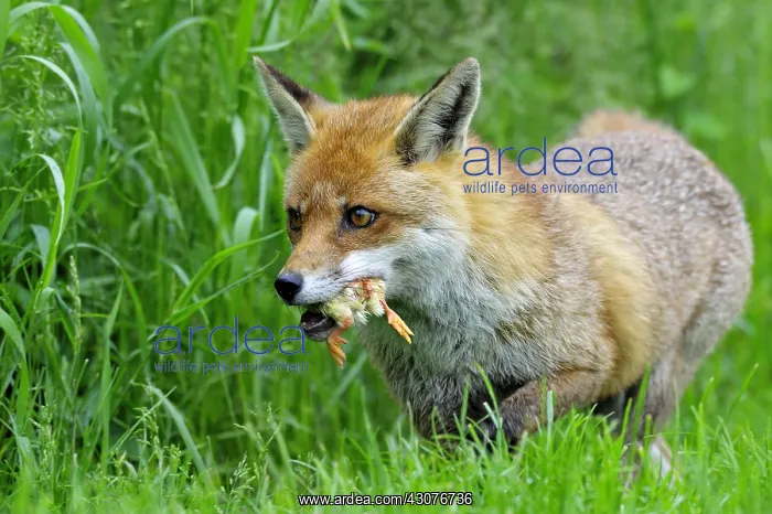 : Red Fox just catching a chick England : Red Fox just catching a chick England