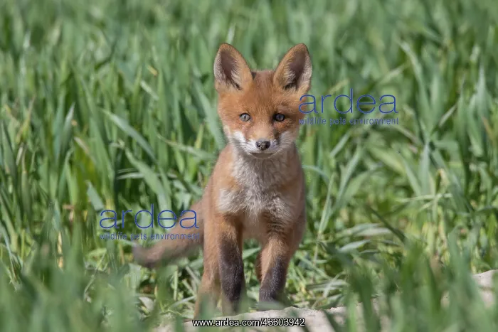 : Red Fox - kit near den in spring -, Germany : Red Fox - kit near den in spring -, Germany