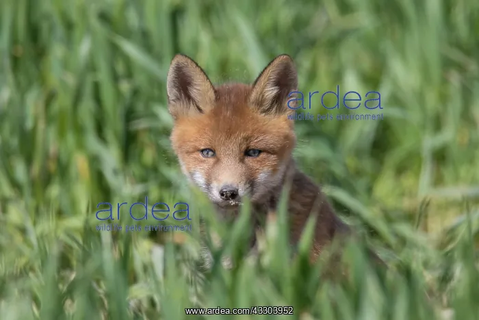 : Red Fox - kit near den in spring -, Germany : Red Fox - kit near den in spring -, Germany