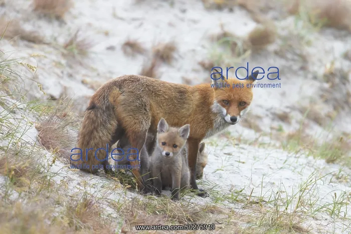 : Red Fox with kits : Red Fox with kits