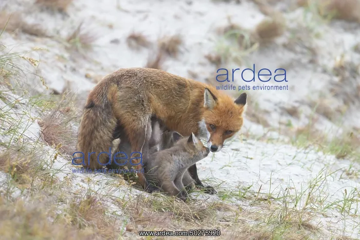 : Red Fox with kits : Red Fox with kits