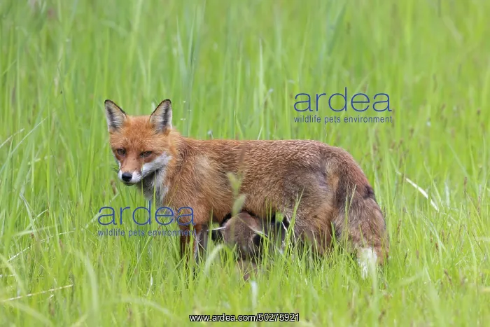 : Red Fox with kits : Red Fox with kits