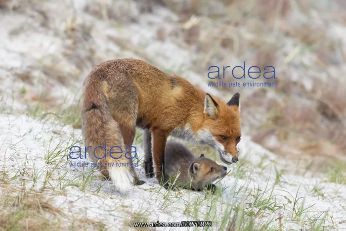 : Red Fox with kits : Red Fox with kits