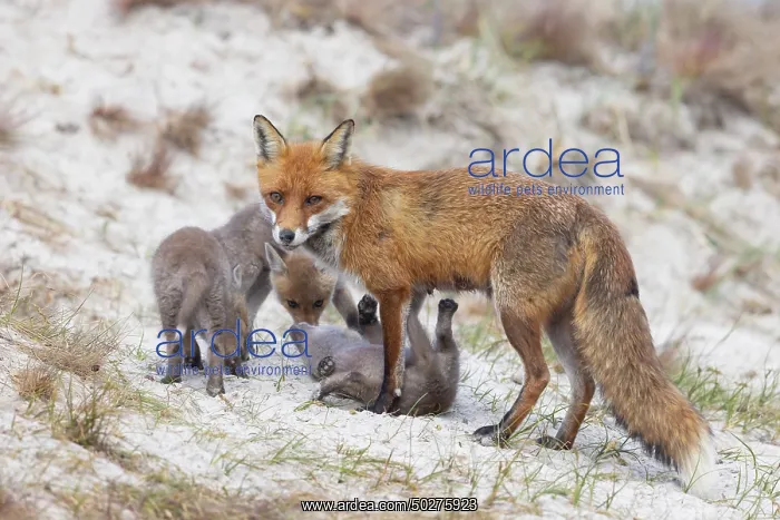 : Red Fox with kits : Red Fox with kits