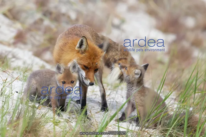 : Red Fox with kits : Red Fox with kits