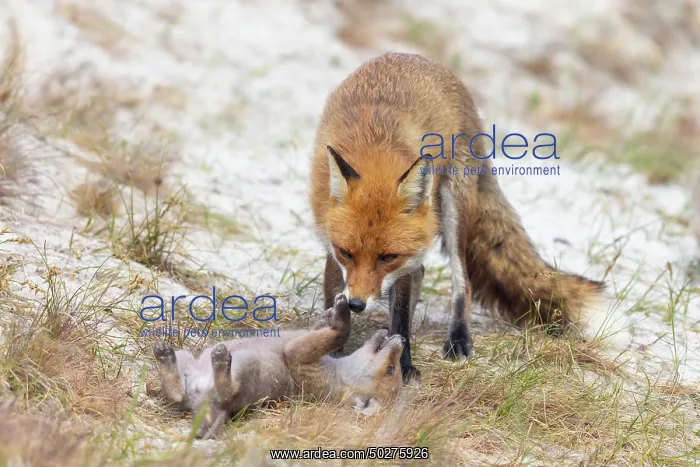 : Red Fox with kits : Red Fox with kits