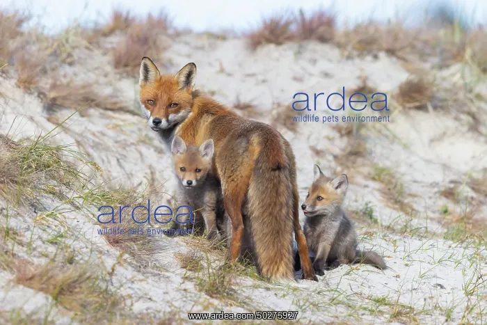 : Red Fox with kits : Red Fox with kits