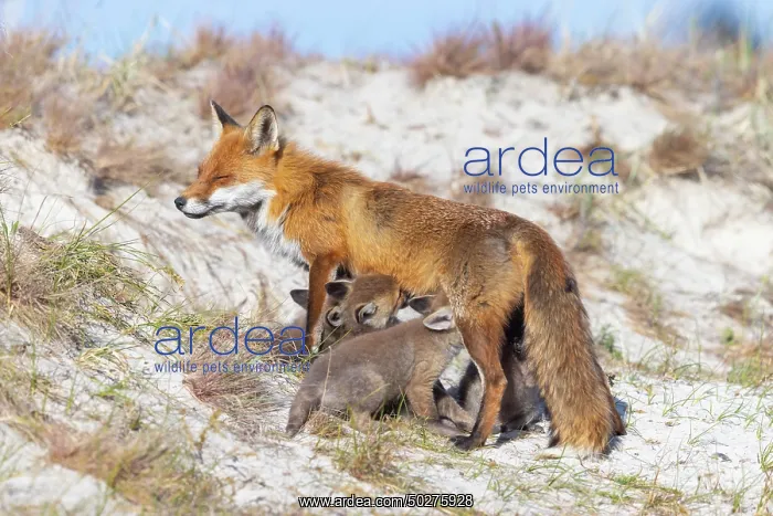 : Red Fox with kits : Red Fox with kits