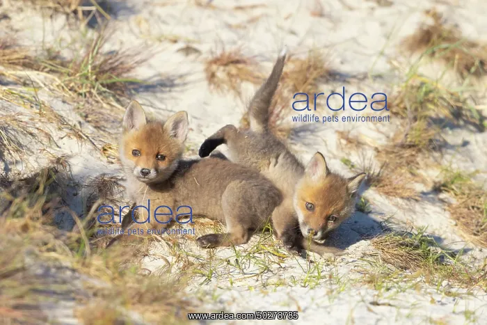  : Red Fox kits