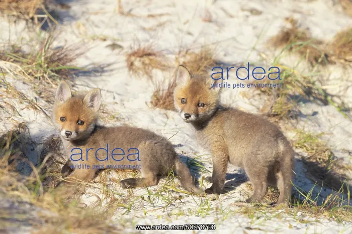 : Red Fox kits : Red Fox kits