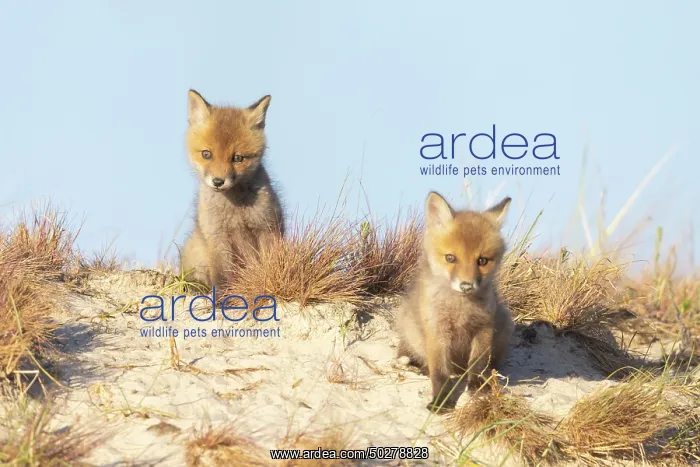 : Red Fox kits : Red Fox kits