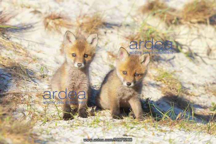 : Red Fox kits : Red Fox kits