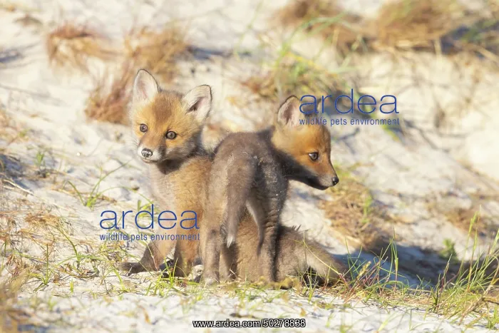 : Red Fox kits : Red Fox kits