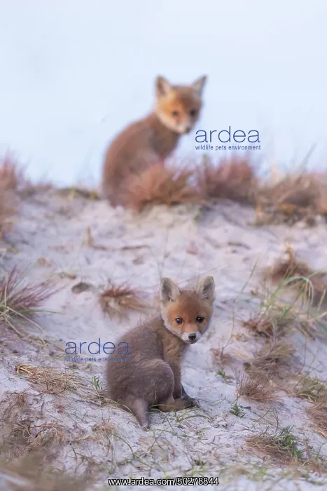 : Red Fox kits : Red Fox kits