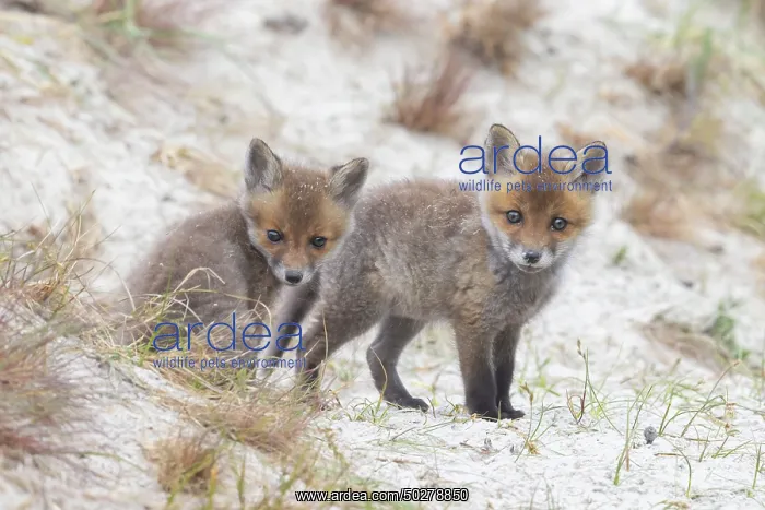 : Red Fox kits : Red Fox kits