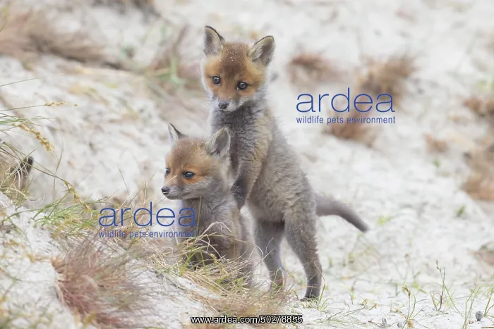 : Red Fox kits : Red Fox kits