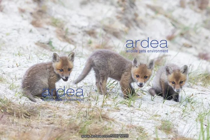 : Red Fox kits : Red Fox kits
