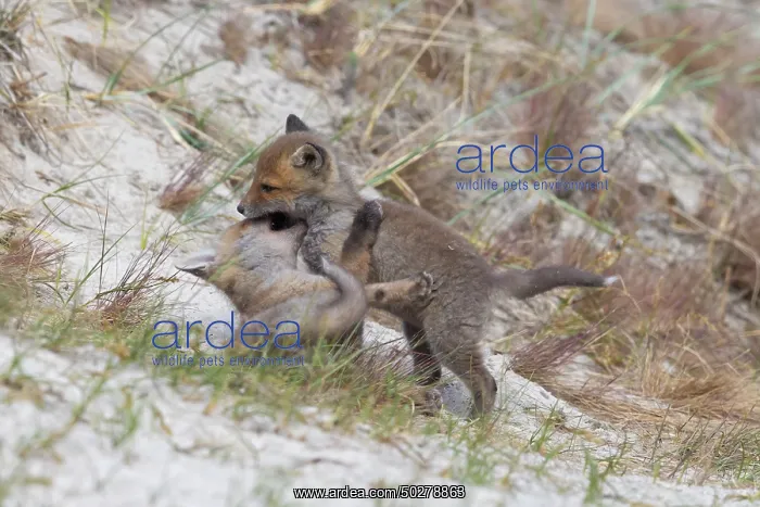 : Red Fox kits : Red Fox kits