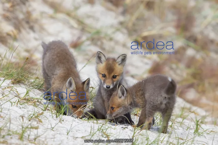: Red Fox kits : Red Fox kits