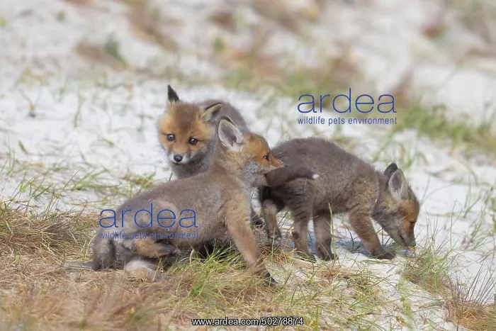  : Red Fox kits