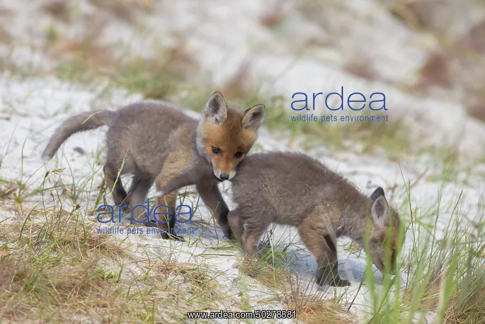 : Red Fox kits : Red Fox kits