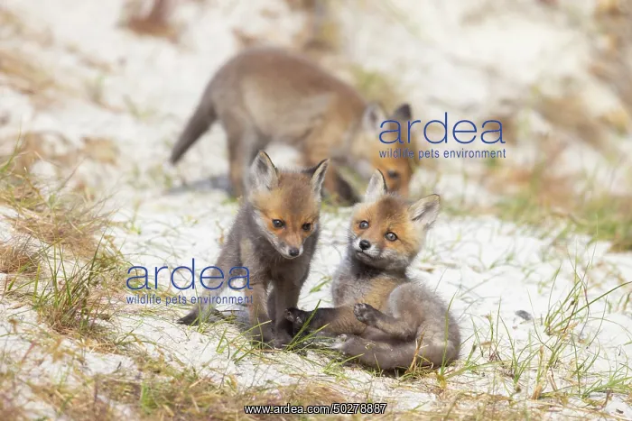 : Red Fox kits : Red Fox kits