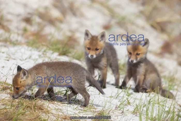 : Red Fox kits : Red Fox kits